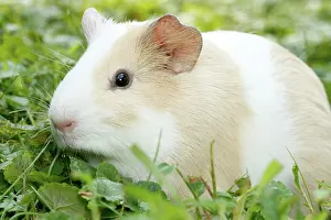 Rodentia Prints: Guinea Pig in grass