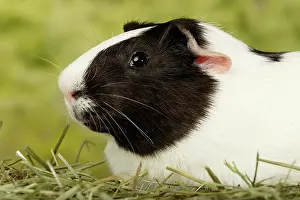 Many Science & Medical Prints: Guinea pig head portrait