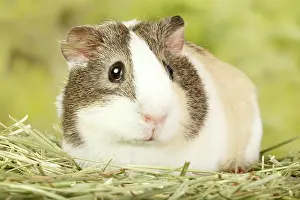 Many Science & Medical Prints: Guinea Pig large portrait