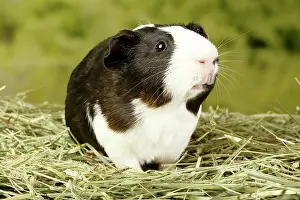 Caviidae Prints: Guinea Pig looking right