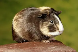 Rock Prints: Guinea Pig sitting on a rock
