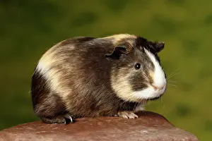 Many Science & Medical Prints: Guinea Pig sitting on a rock