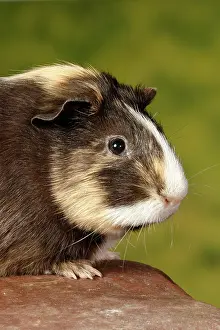 Rock Prints: Guinea Pig sitting on a rock - vertical portrait
