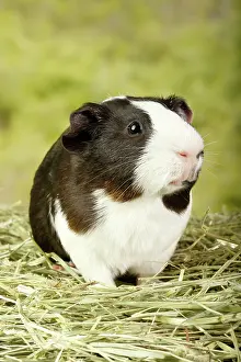 Standing Prints: Guinea Pig standing in hay - Vertical