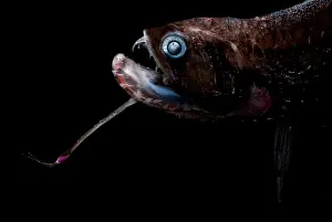 Creature Prints: Gunther's Boafish