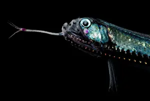 Predatory Prints: Gunther's Boafish