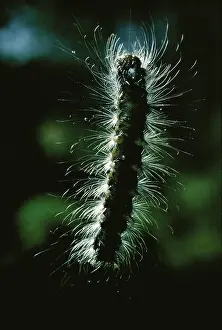 Introduced Prints: Gypsy Moth caterpillar