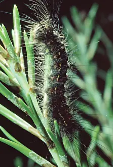 Introduced Prints: Gypsy Moth Caterpillar