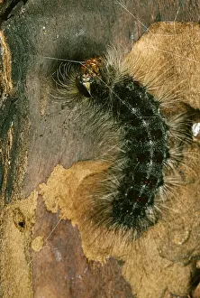 Introduced Prints: Gypsy Moth caterpillar