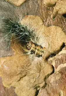 Introduced Prints: Gypsy Moth caterpillar spins cocoon
