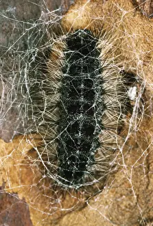 Introduced Prints: Gypsy Moth caterpillar spins cocoon
