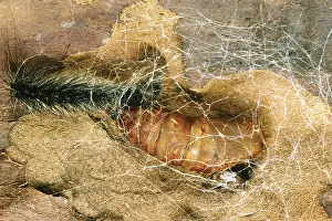 Introduced Prints: Gypsy Moth caterpillar spins cocoon