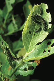 Introduced Prints: Gypsy Moth caterpillars