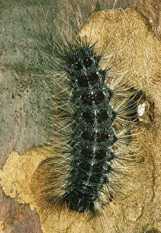 Introduced Prints: Gypsy Moth caterpillars