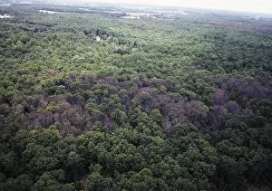 Introduced Prints: Gypsy Moth damaged forest