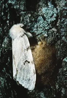 Introduced Prints: Gypsy moth lays eggs
