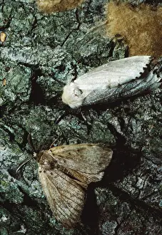Introduced Prints: Gypsy moth lays eggs