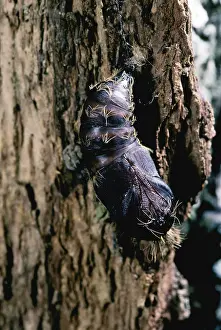 Introduced Prints: Gypsy Moth pupa