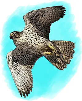 Hawk Prints: Gyrfalcon