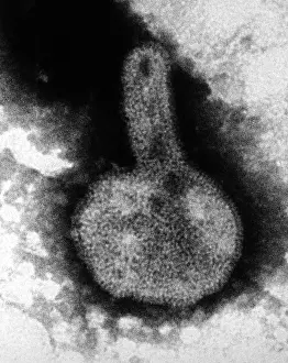 Negative Sense Prints: H3N2, Hong Kong Flu Virus, TEM