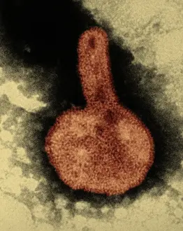 Negative Sense Prints: H3N2, Hong Kong Flu Virus, TEM