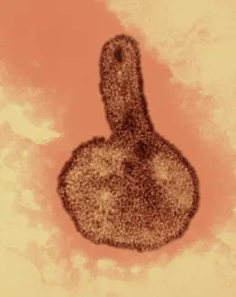 H3N2, Hong Kong Flu Virus, TEM