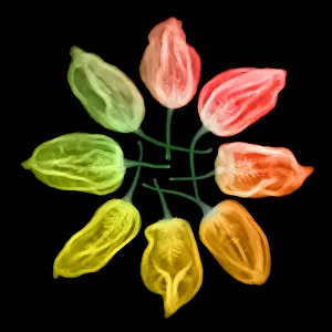 Foods Prints: Habanero Chili Peppers, X-ray