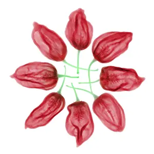 Foods Prints: Habanero Chili Peppers, X-ray