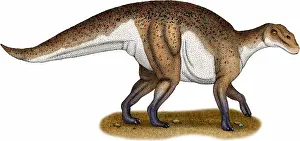 Natural History Misc Prints: Hadrosaurus