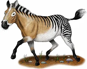 Prehistoric Prints: Hagerman horse