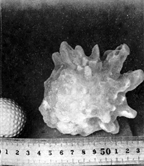 Frozen Prints: Hailstone, 1953