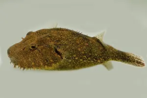 Hairy Prints: Hairy Pufferfish (Tetraodon baileyi)