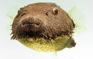 Hairy Pufferfish (Tetraodon baileyi)