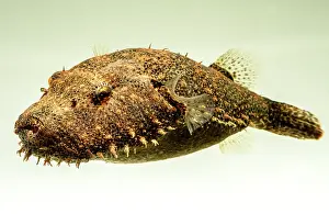 Freshwater Prints: Hairy Pufferfish (Tetraodon baileyi)
