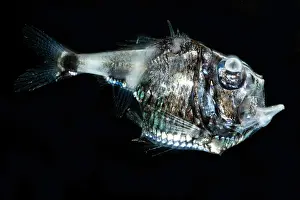 Production Prints: Half-naked Hatchetfish (Argyropelecus hemigymnus)