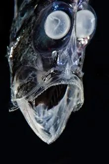 Bizarre Prints: Half-naked Hatchetfish (Argyropelecus hemigymnus)