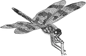 Predatory Prints: Halloween Pennant Dragonfly