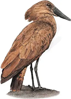 Wading Prints: Hamerkop