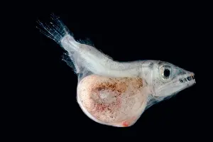 Predator Prints: Hammerjaw (Omosudis lowii)