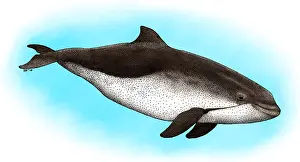Cetacean Prints: Harbor Porpoise