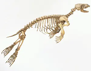 : Harbor Seal Skeleton, Phoca vitulina