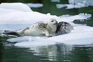 : Harbor Seals on an Ice Floe, Alaska