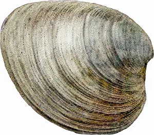 Round Prints: Hard Clam