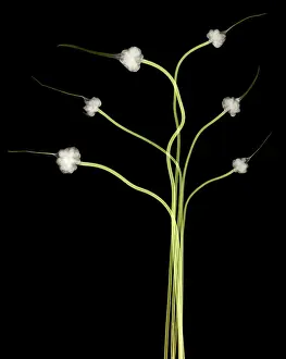 Studio Prints: Hardneck Garlic Scapes, X-ray