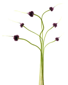 Studio Prints: Hardneck Garlic Scapes, X-ray