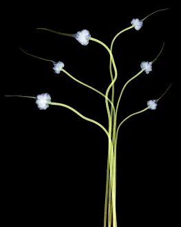 Studio Prints: Hardneck Garlic Scapes, X-ray