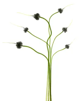 Studio Prints: Hardneck Garlic Scapes, X-ray