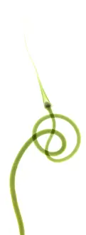 Studio Prints: Hardneck Garlic Scapes, X-ray