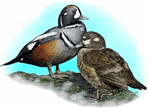 Pair Prints: Harlequin ducks