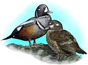 Rock Prints: Harlequin Ducks